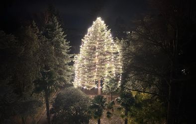 Okrašena božična smreka v parku pred staro stavbo šempetrske bolnišnice.